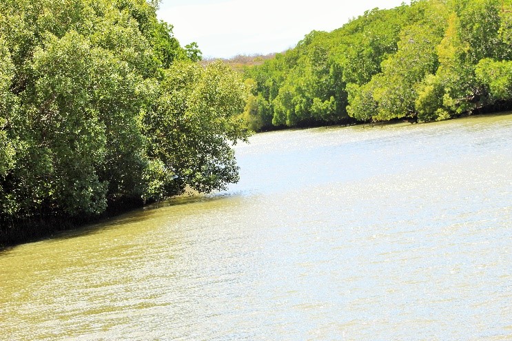 “ALA HONKO” THE MANGROVE FOREST